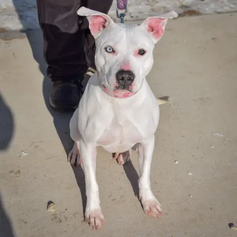 Callista thumbnail 4