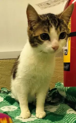 Jigglypuff thumbnail 2