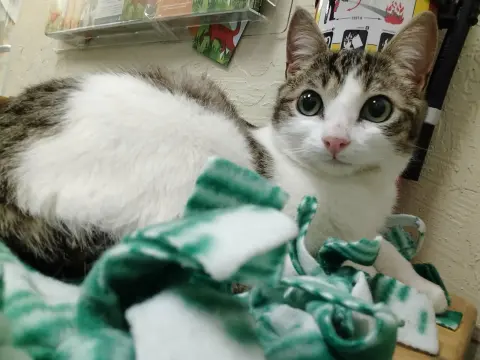 Jigglypuff thumbnail 3