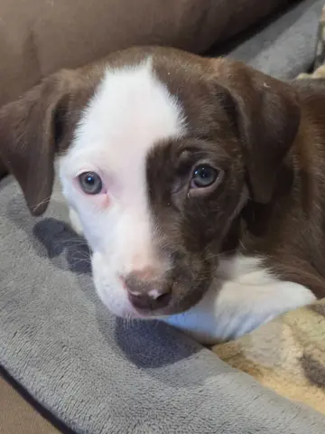 Valentino thumbnail 2