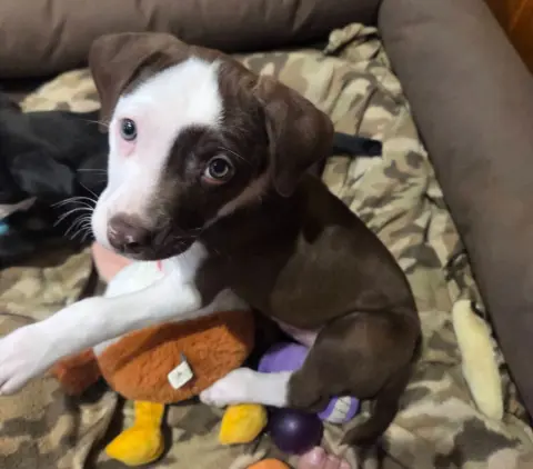 Valentino thumbnail 4