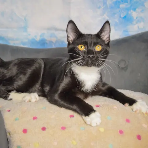 Cranberry thumbnail 3