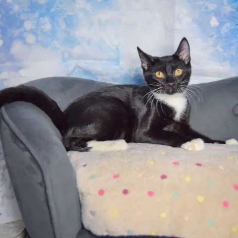 Cranberry thumbnail 5