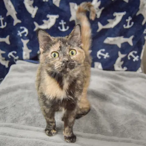 Cashmere thumbnail 2