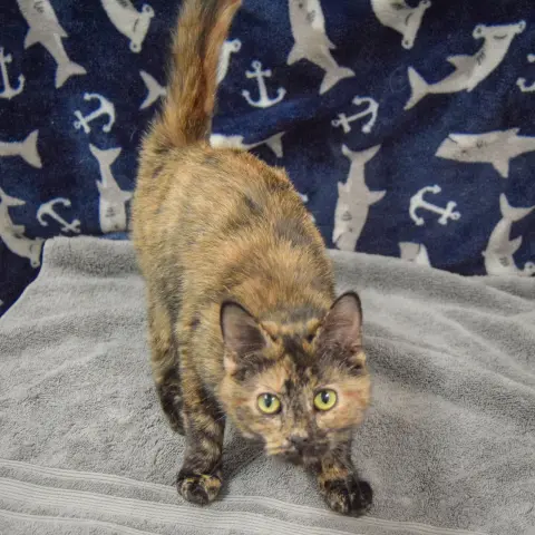 Cashmere thumbnail 3