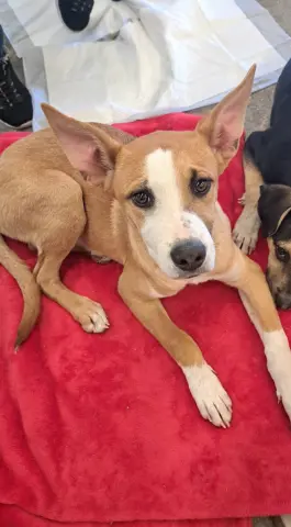 Marshmello thumbnail 2