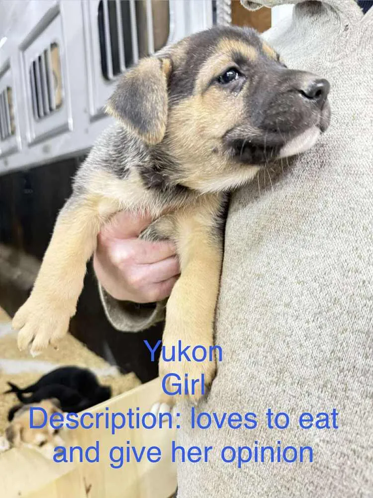 Yukon - Photo 4