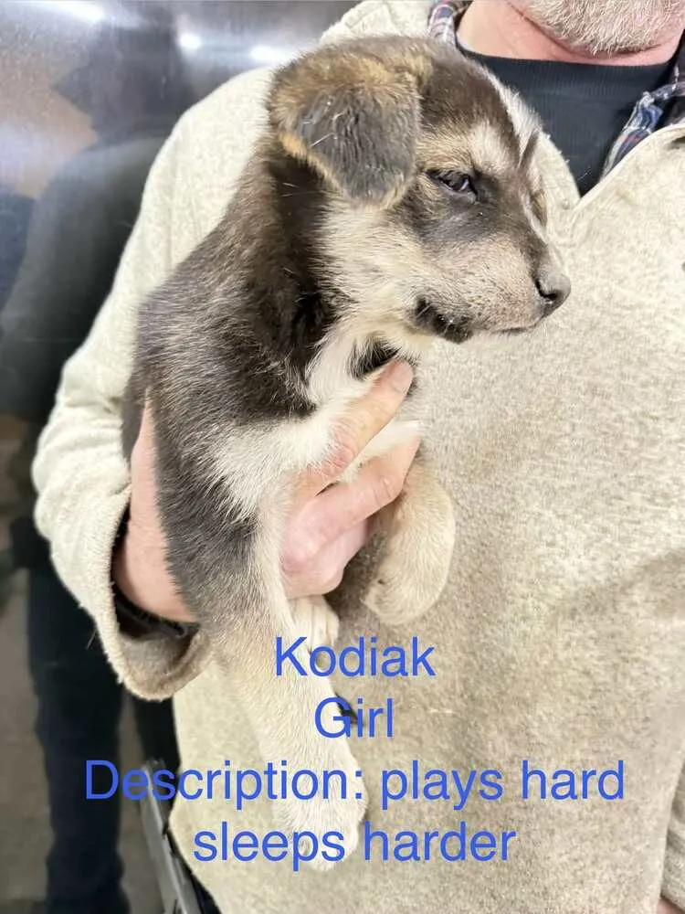 Kodiak - Photo 3