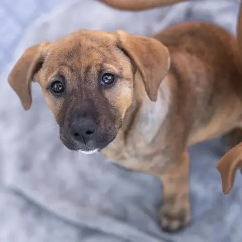 Catarina thumbnail 3