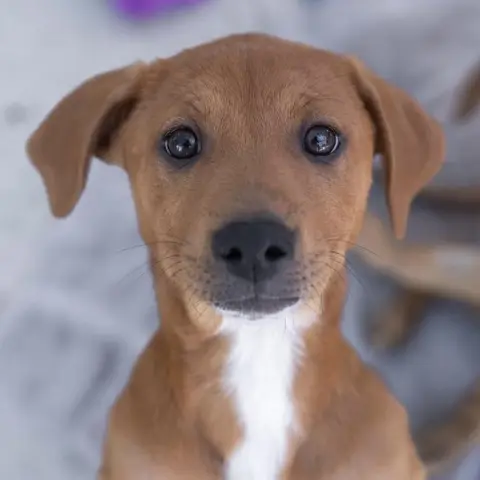 Colatina thumbnail 2