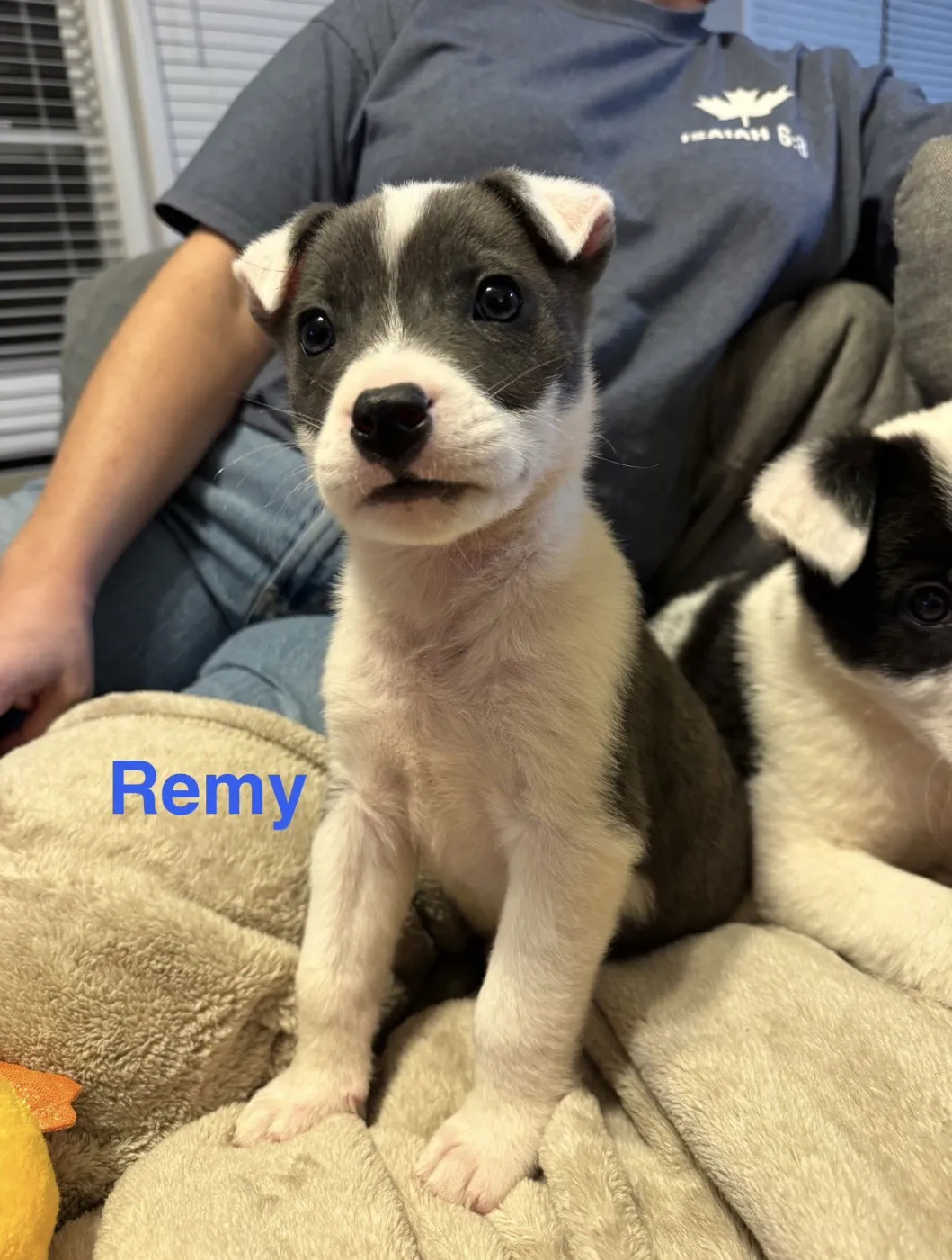 Remy - Photo 1