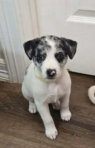 Savannah thumbnail 2