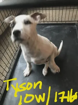 Tyson - Photo 2