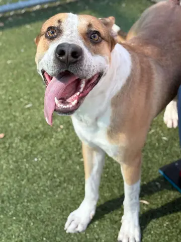 Candy Corn thumbnail 2