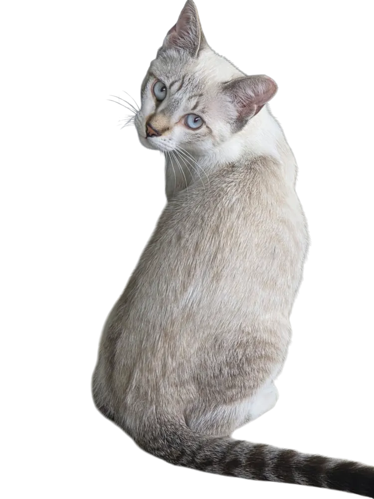 Bella Maria - Photo 1