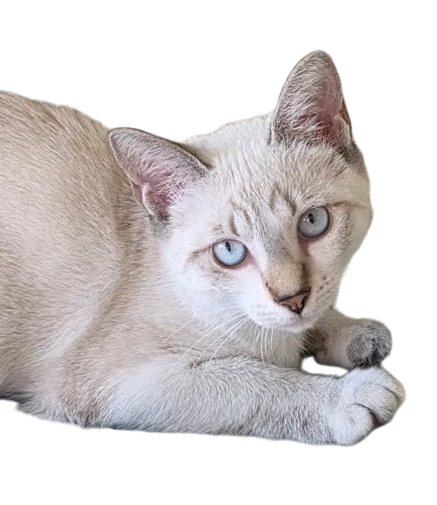 Bella Maria - Photo 3