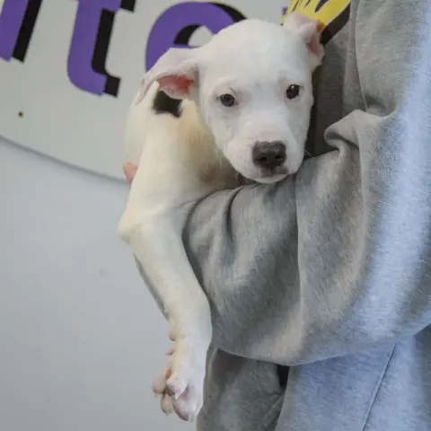 Bullseye thumbnail 2