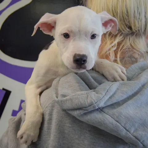 Bullseye thumbnail 4