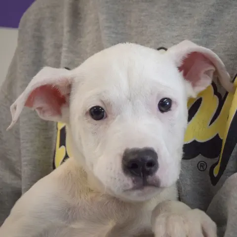 Bullseye thumbnail 5