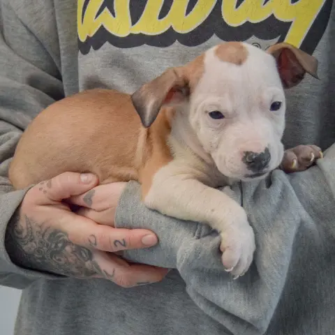 Betty Boop thumbnail 2