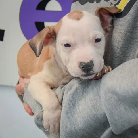 Betty Boop thumbnail 3