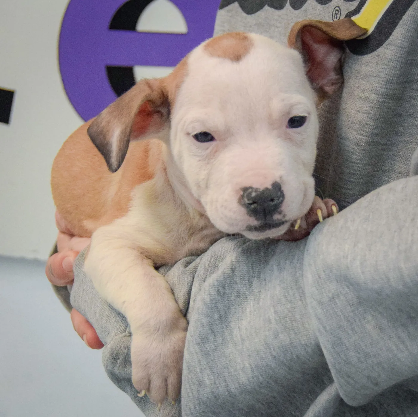 Betty Boop - Photo 3