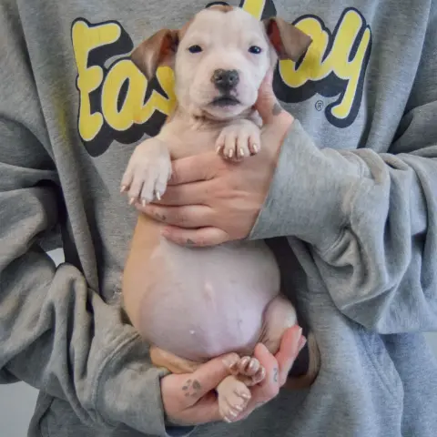 Betty Boop thumbnail 4