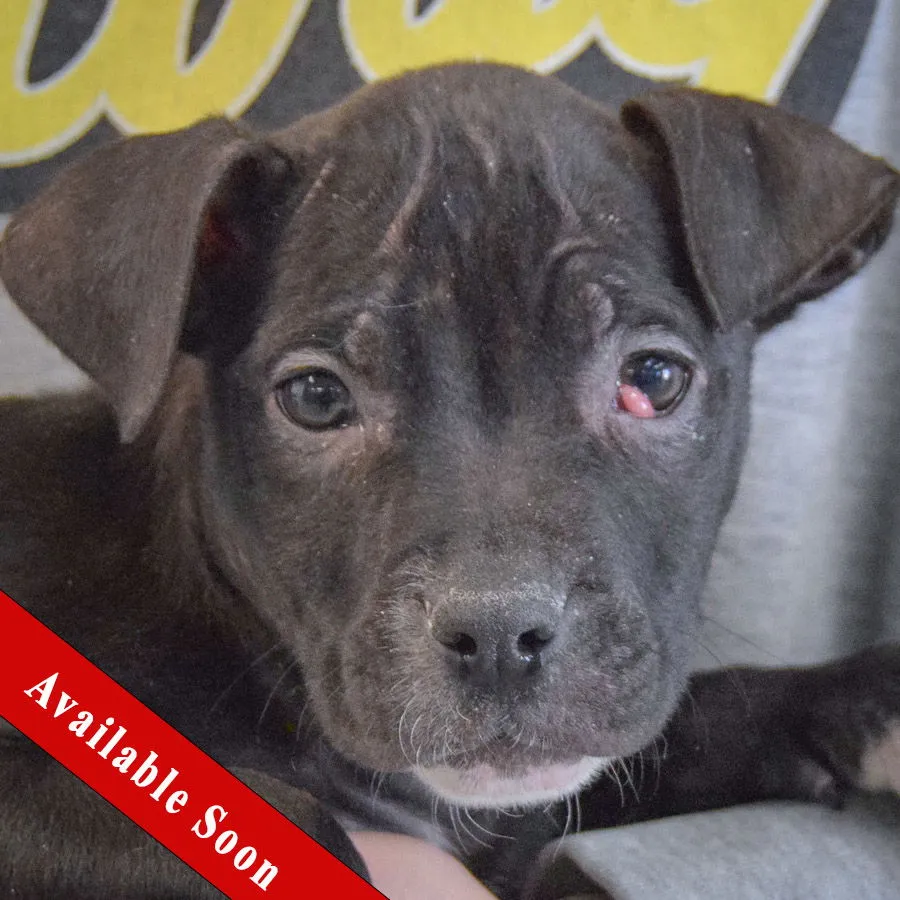 Claire Bear - Photo 1