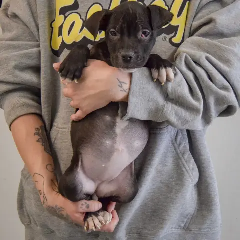 Claire Bear thumbnail 3