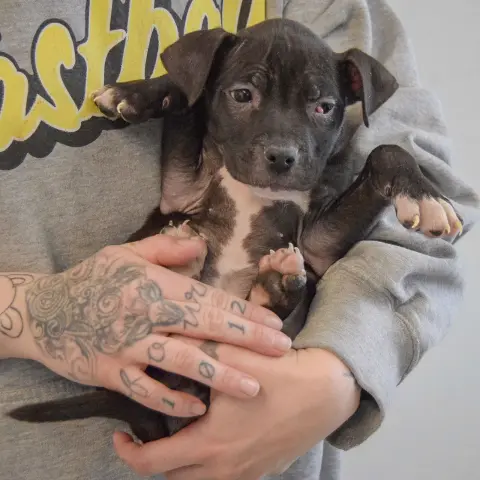 Claire Bear thumbnail 4