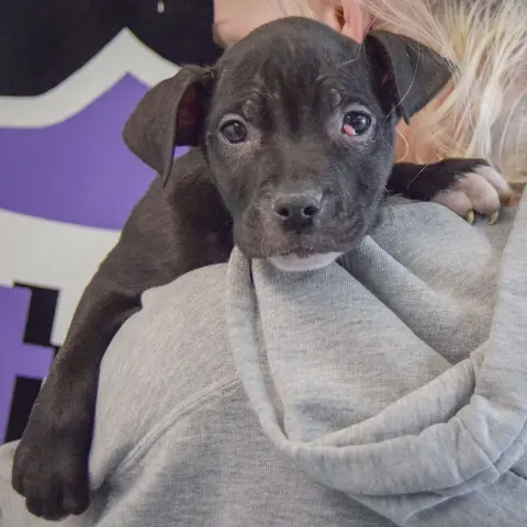 Claire Bear thumbnail 5