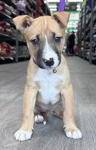 Claressa thumbnail 2