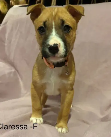 Claressa thumbnail 5