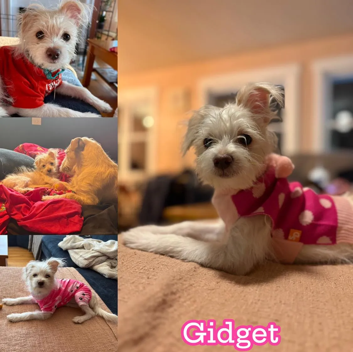 Gidget - Photo 1