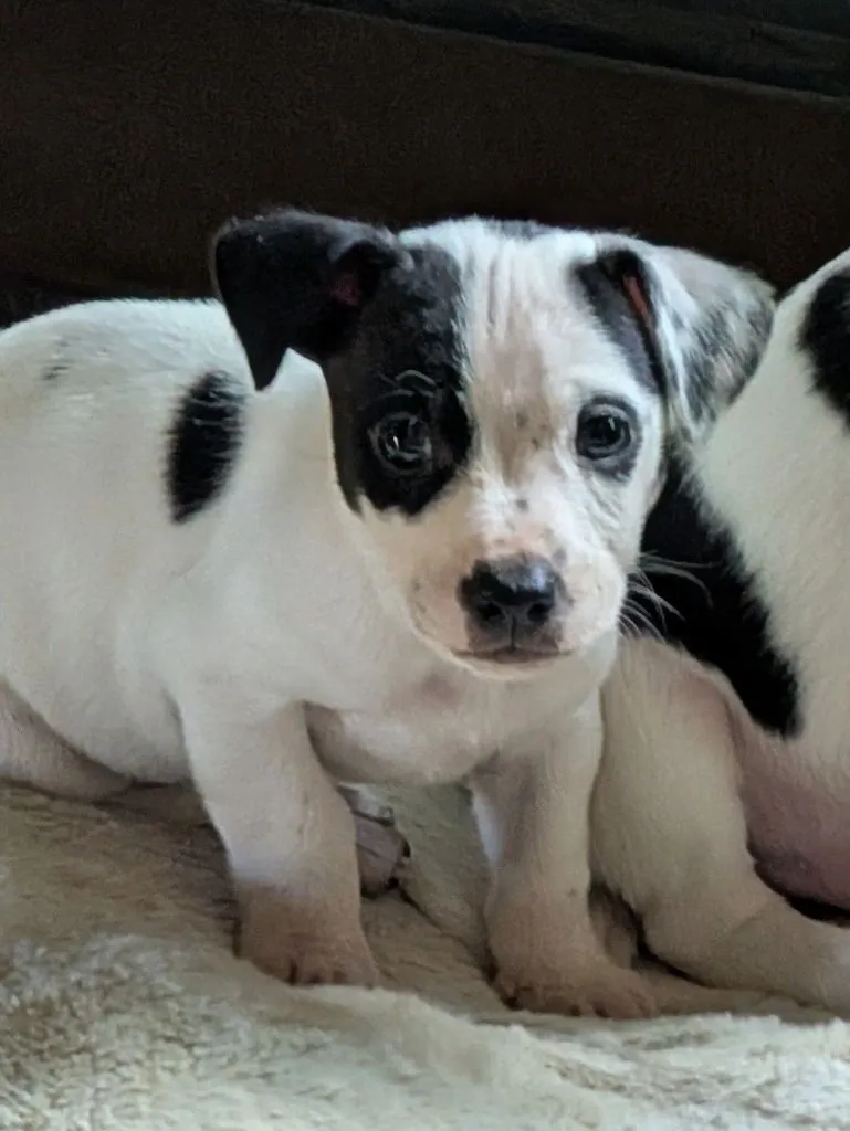 Squilliam Fancison - Photo 1