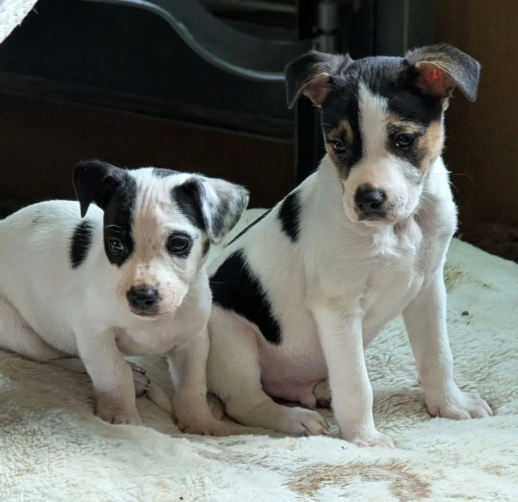 Squilliam Fancison - Photo 4