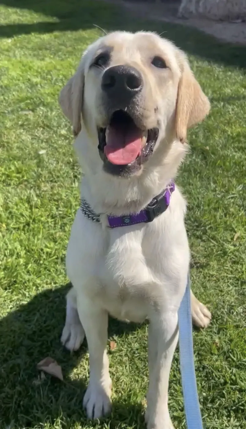 Michelangelo - Photo 1