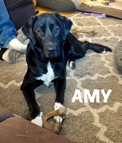 Amy