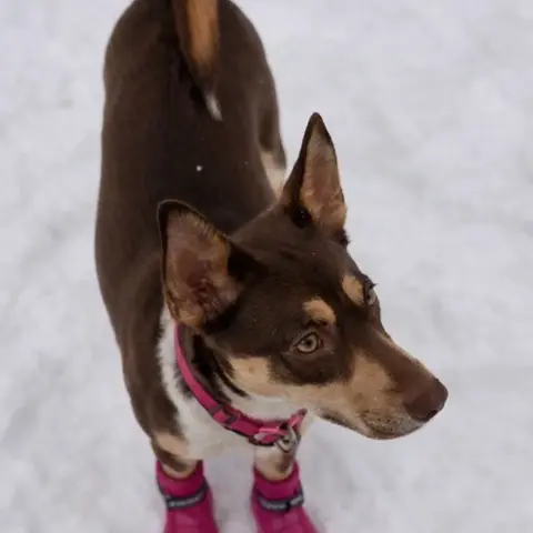 Adelaide thumbnail 2