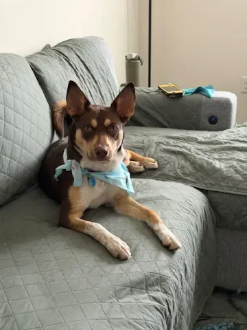 Adelaide thumbnail 3