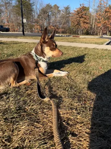 Adelaide thumbnail 4