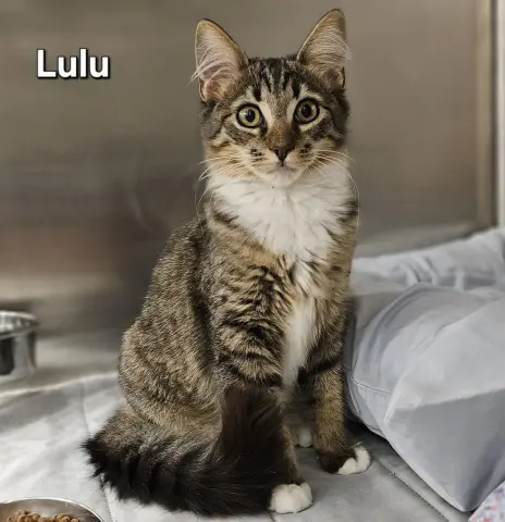 Lulu
