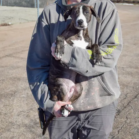 Carlisle thumbnail 3