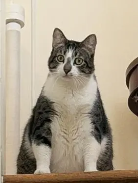 Little John thumbnail 3