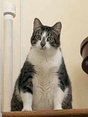 Little John - Photo 3