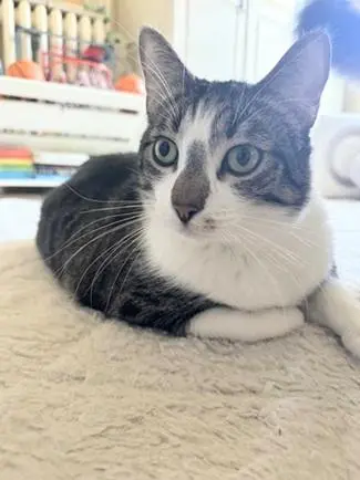 Little John thumbnail 4