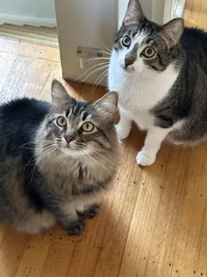 Robin Hood - Photo 1