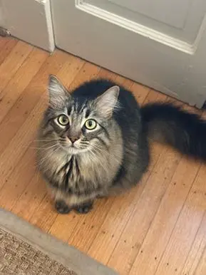 Robin Hood thumbnail 2