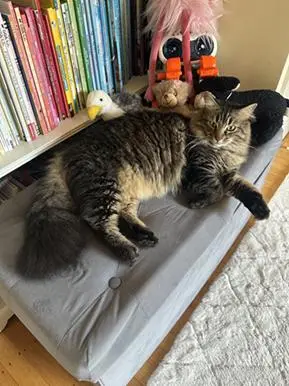 Robin Hood thumbnail 3