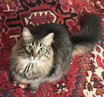 Robin Hood - Photo 4